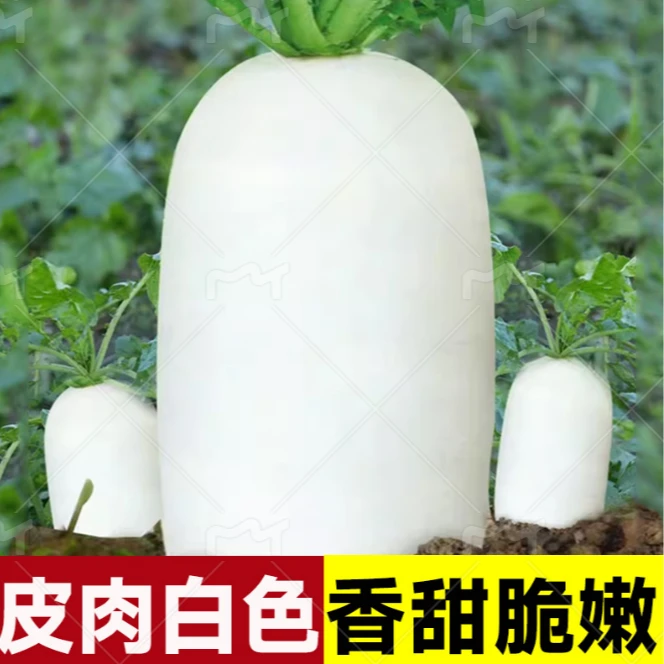 九斤王特大萝卜种子种籽秋季四季蔬菜孑子籽种白皮水果秋冬季白