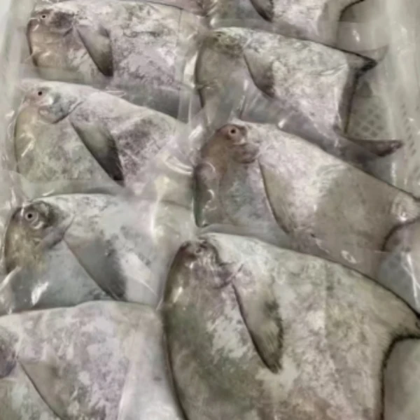 斗鲳 海捕 顺丰发货