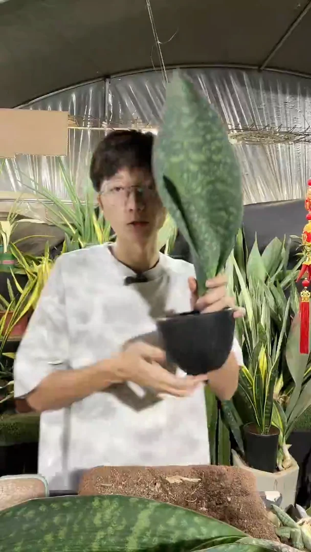 单叶翡翠宝镜40厘米起18.8