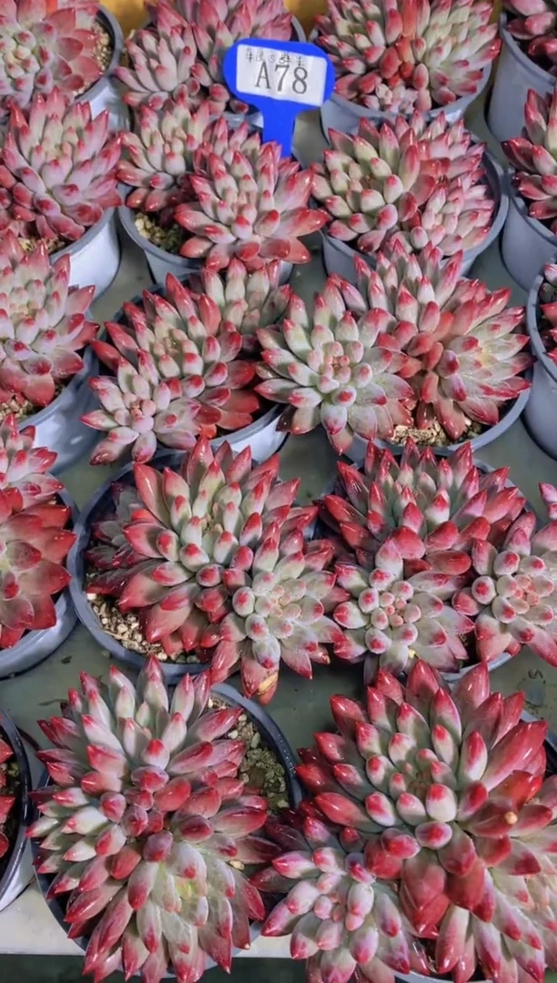 A78-车厘子群生（量拍）