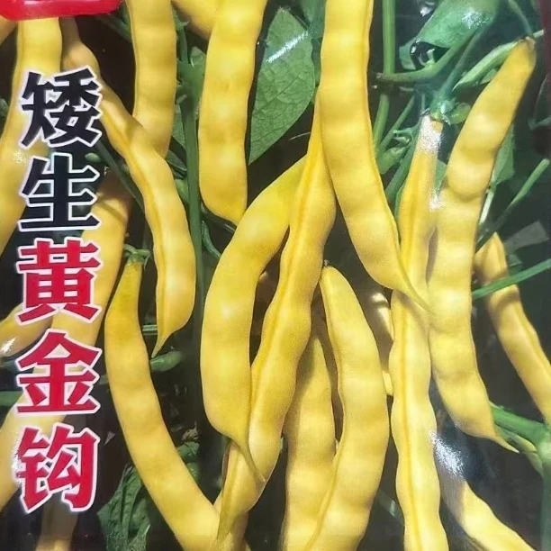 【黄金嘎啦豆豆角种子】家庭阳台小院盆栽地栽四季种植