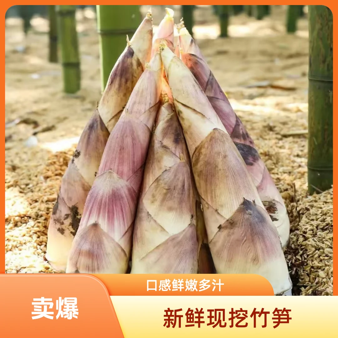 临安天目山雷笋竹笋新鲜春笋现挖嫩芽笋鲜嫩笋尖新鲜菜