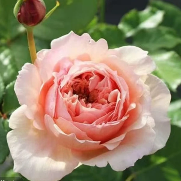 真宙  月季强香浓香大花杏黄色玫瑰花卉阳台庭院好养爆花花卉盆栽