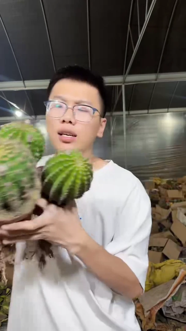 3颗 实生根 席克氏彩草 7-10cm