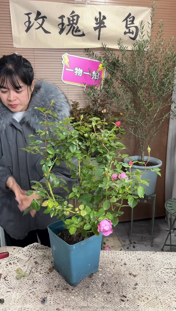 初见1.5加仑扦插苗