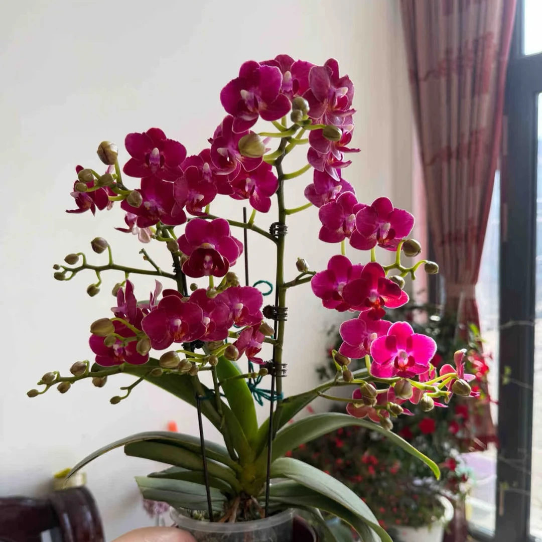 浓香型2个花剑起【樱桃香妃】花量超多 一颗成景蝴蝶兰