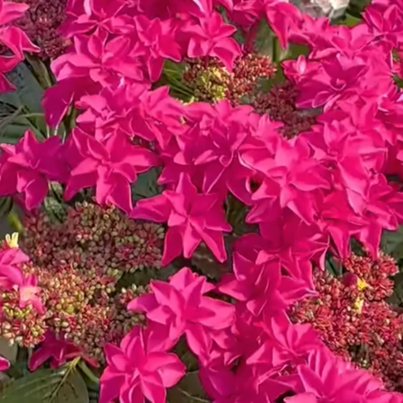 麋鹿花卉 红色恋恋绣球 绿植盆栽 阳台庭院易养活 昆明基地直销