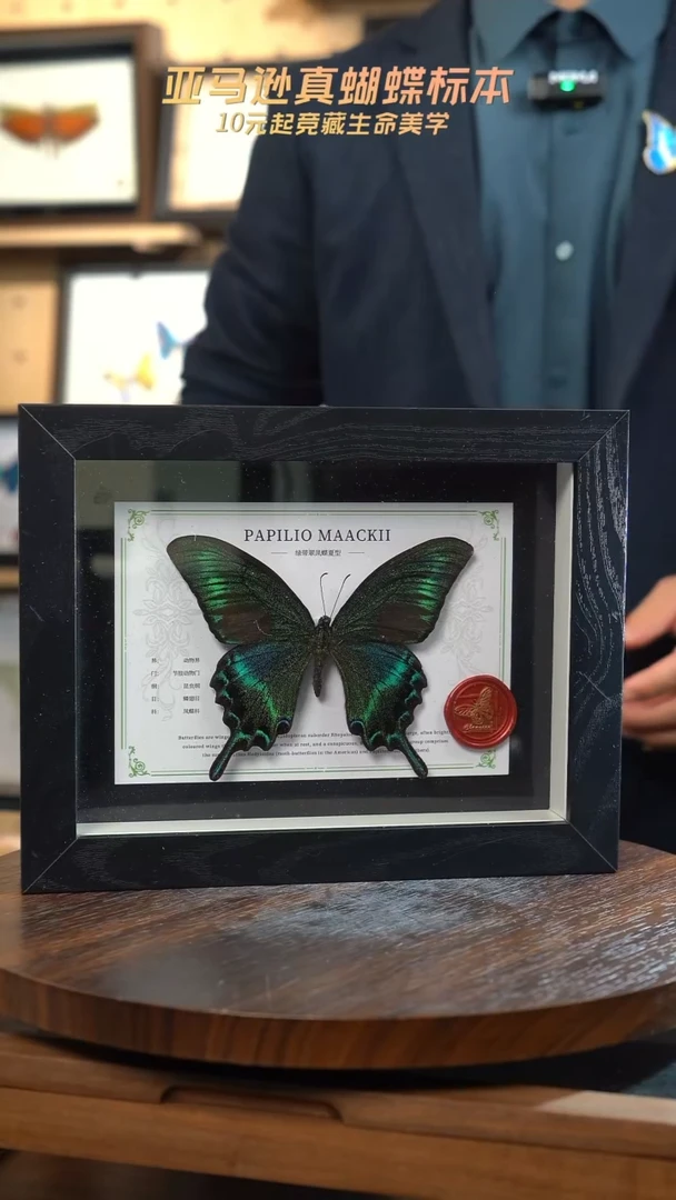 绿带翠凤蝶夏型8寸黑框国风版