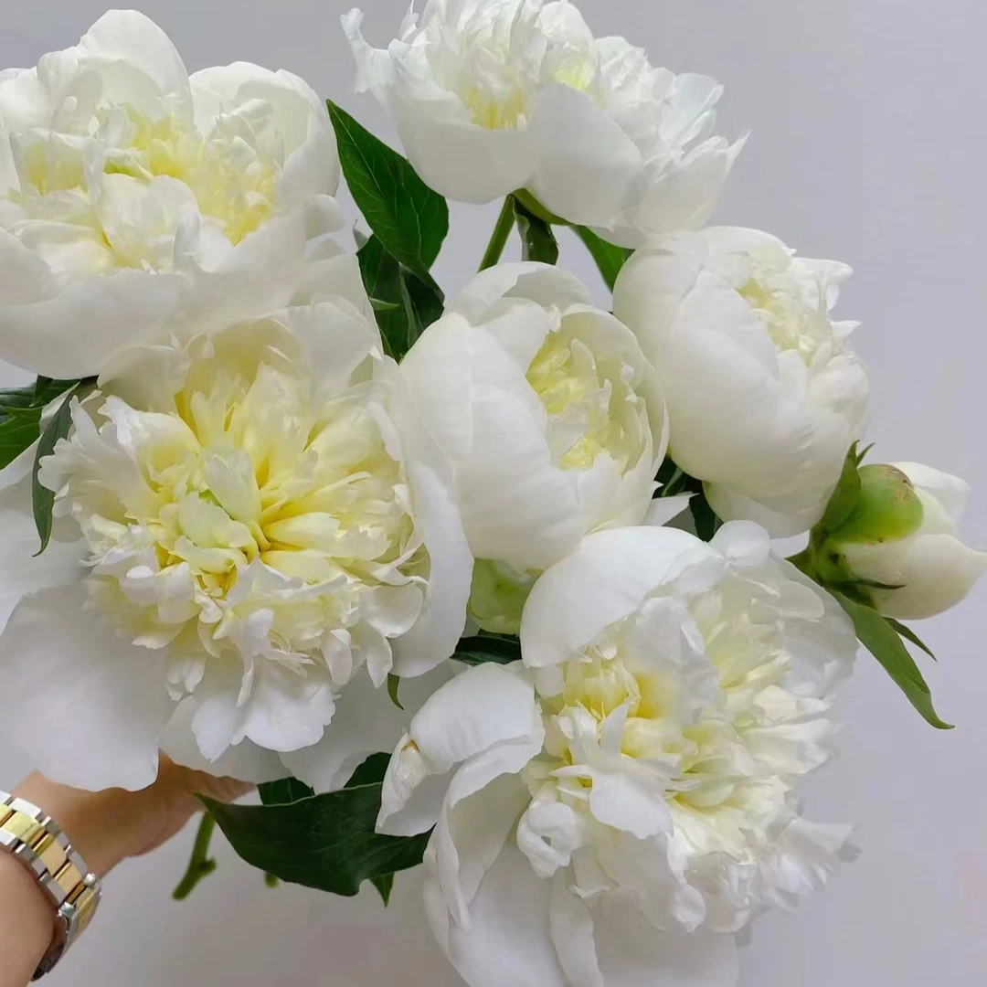 【优选】（5枝）公爵夫人进口芍药浅色店内现货包邮