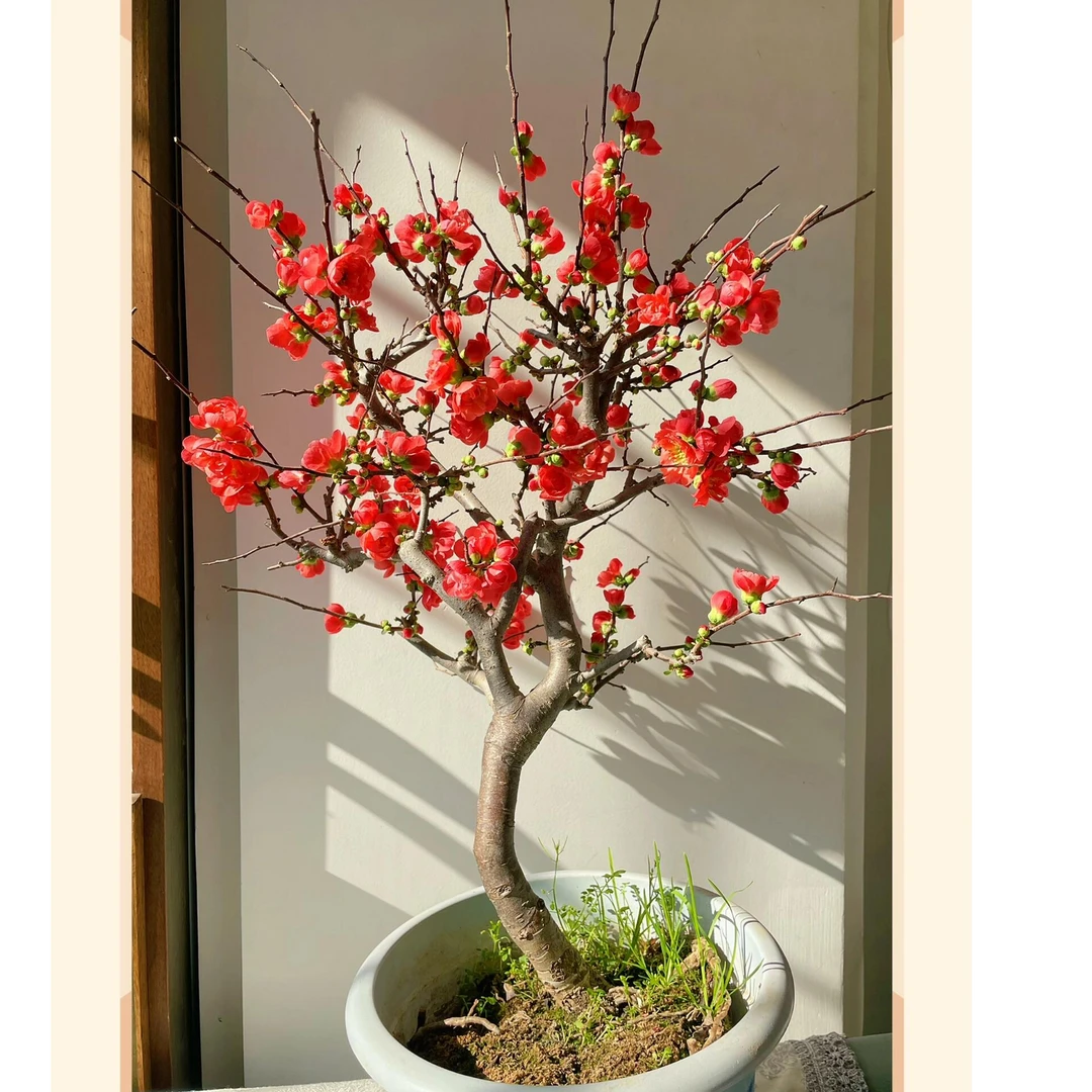 1长寿冠海棠直播间付款