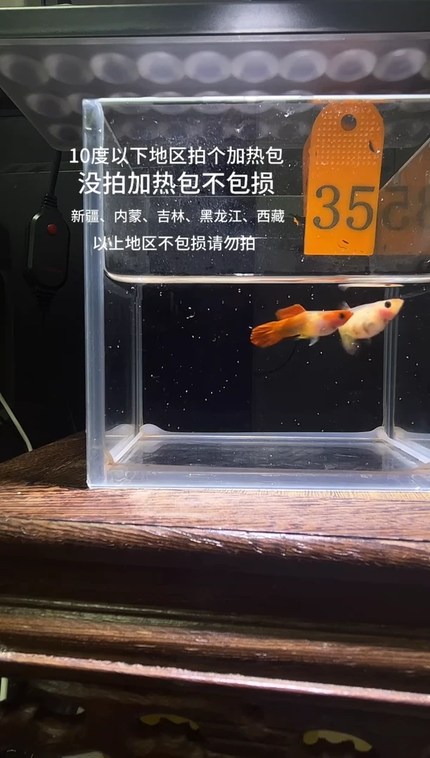 孔雀鱼虎斑黄化玻璃猫编号35