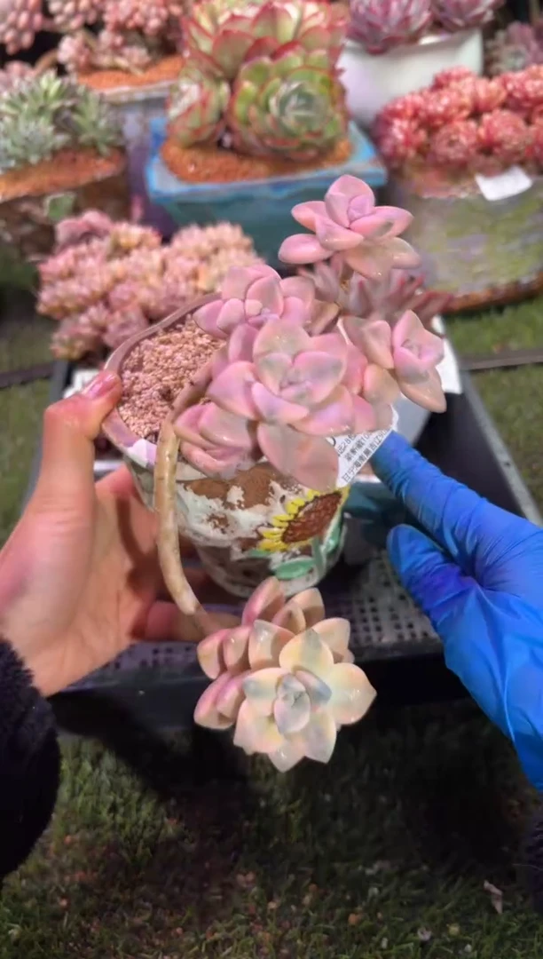 【闪购商品】04971