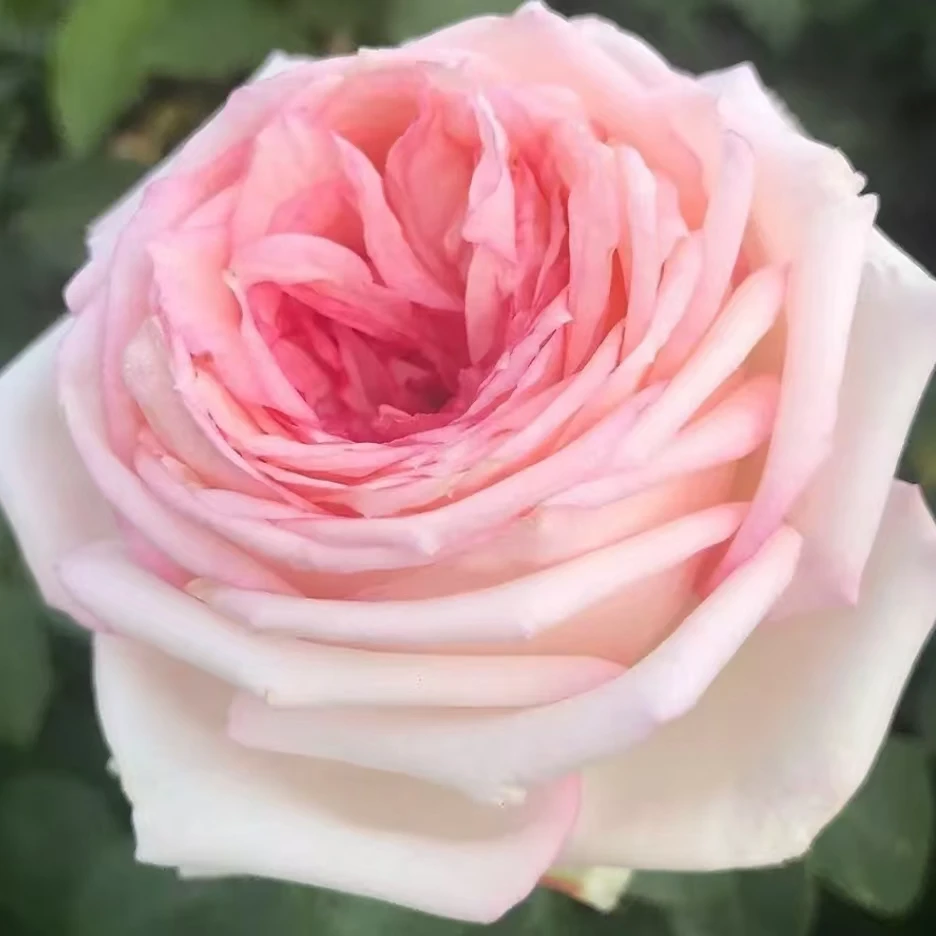 【我的玫瑰】月季四季灌木