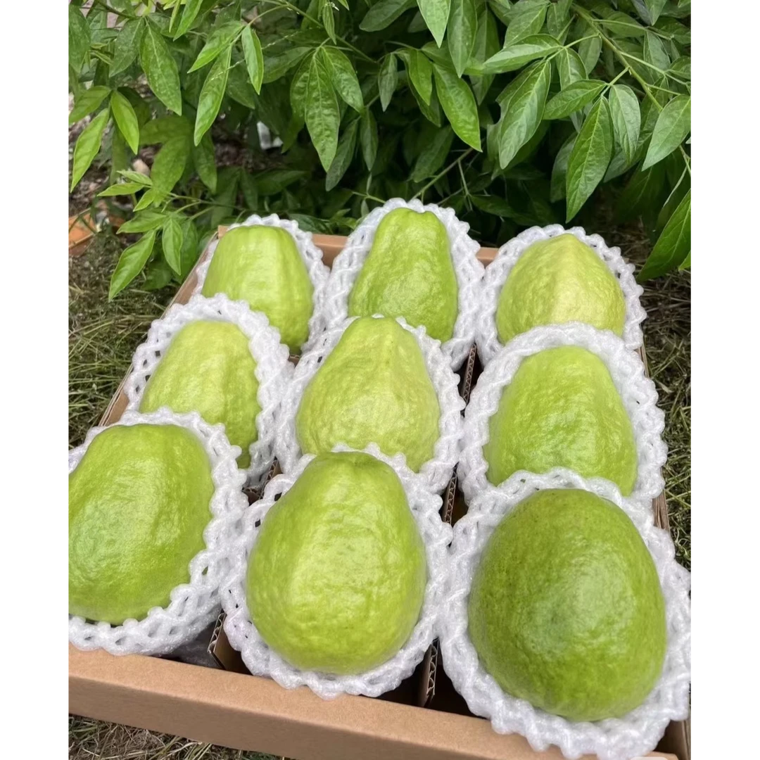奶油芭乐番石榴树熟好吃嘎嘎甜2.5斤装
