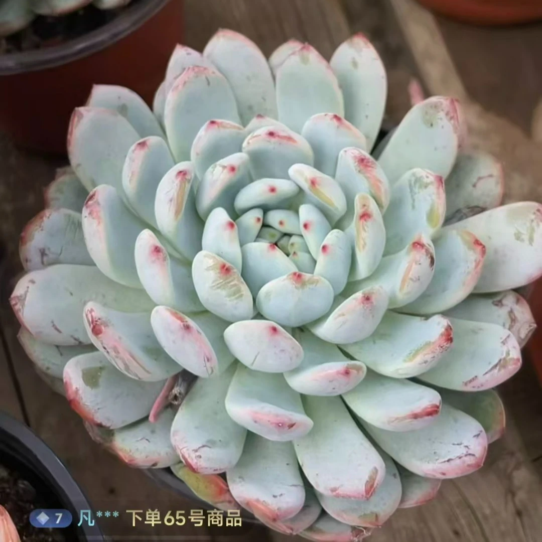 粉爪 （脱土发货）