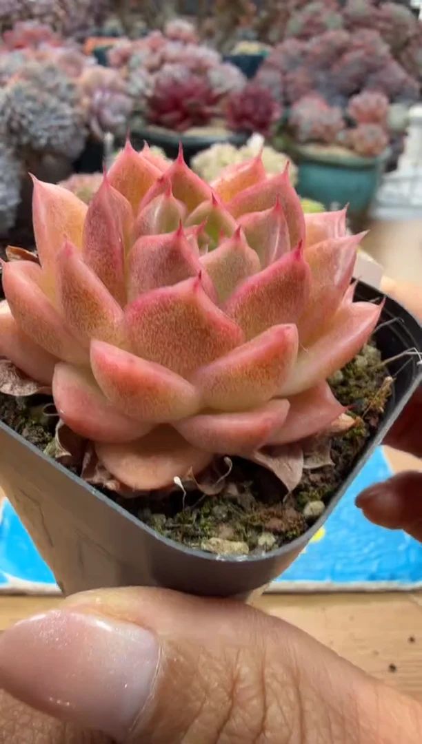 东云多肉园二店-236