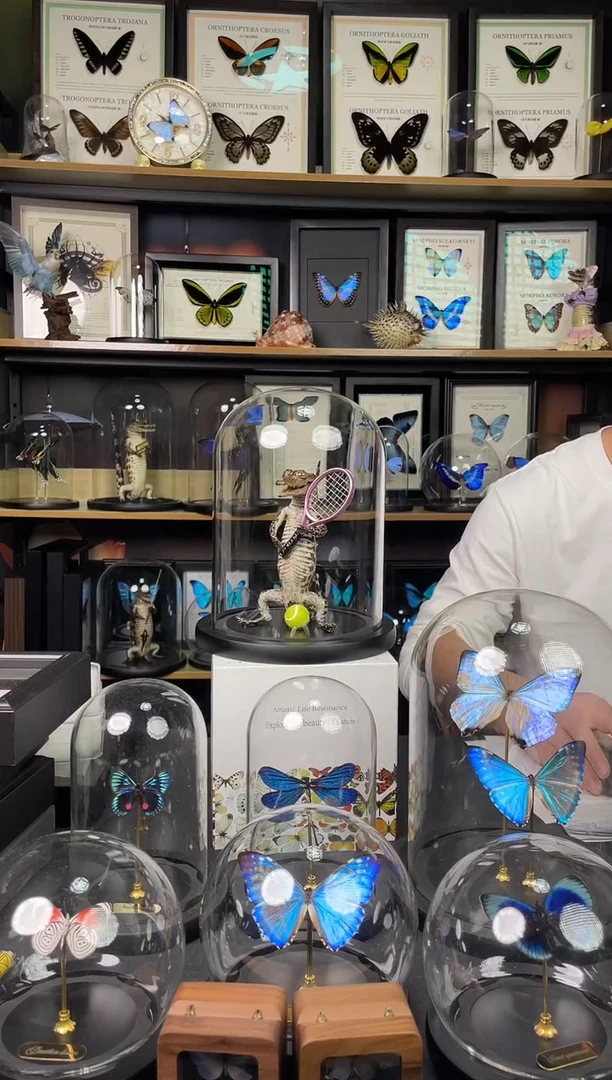 小鳄鱼动物标本 大号玻璃罩