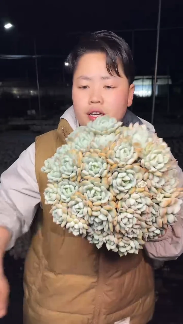 蜜桃格林大群 5.99