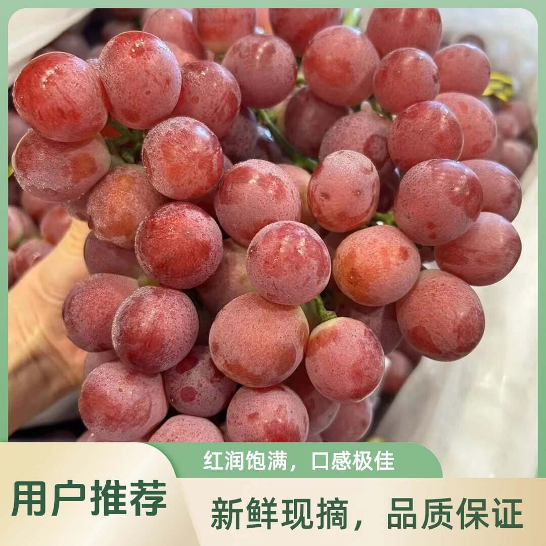 【整串约 1斤重左右】云南红提 皮薄肉脆 甜蜜爽口 有籽！云南省