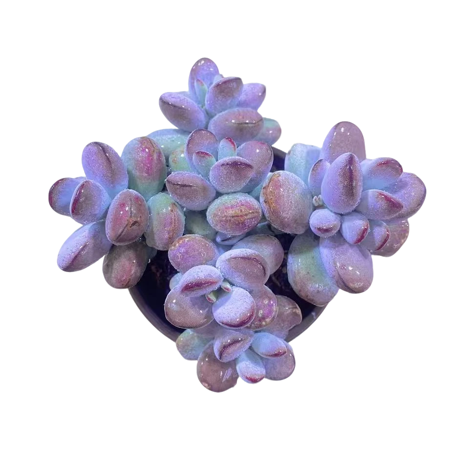 乒乓福娘精品多肉 新手好养 满9.9包邮直播间标准发货精选精养栽