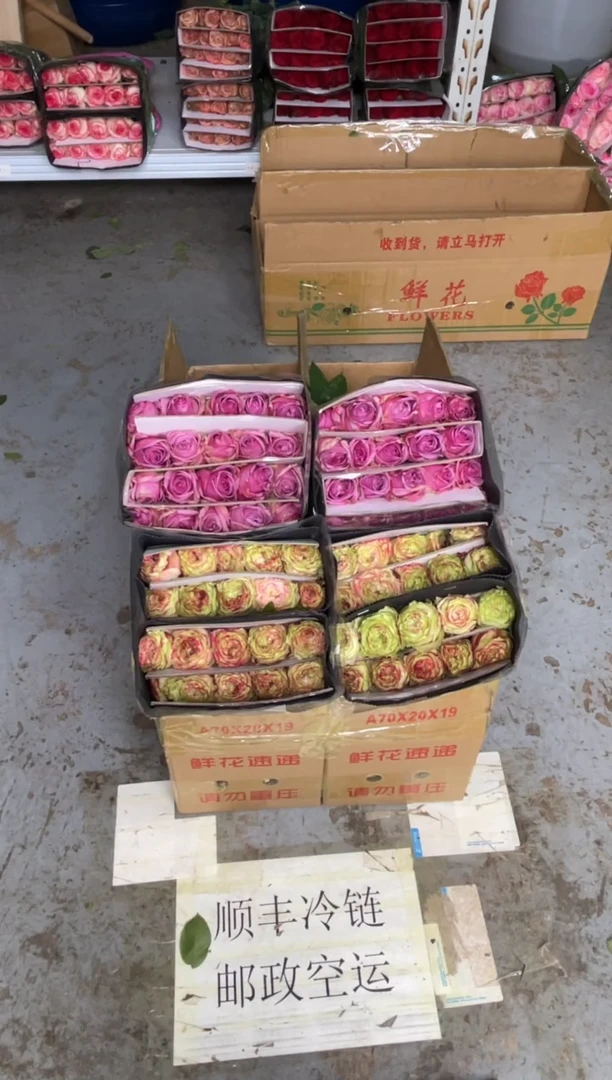 苹果杰克20枝+冷美人20枝