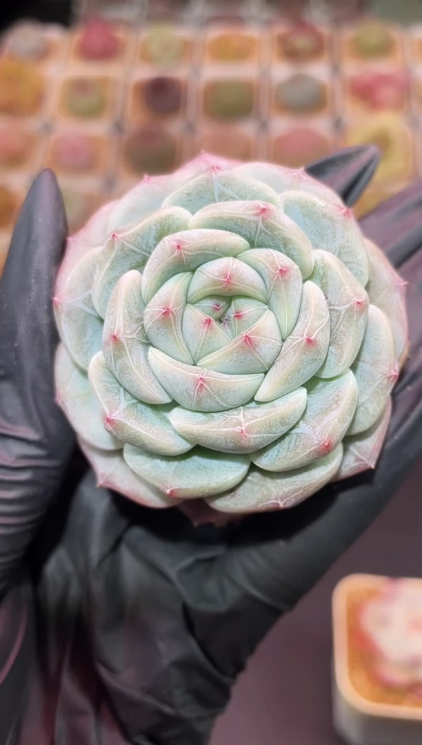 闪购478 云之羽大号多肉一颗  5-7厘米