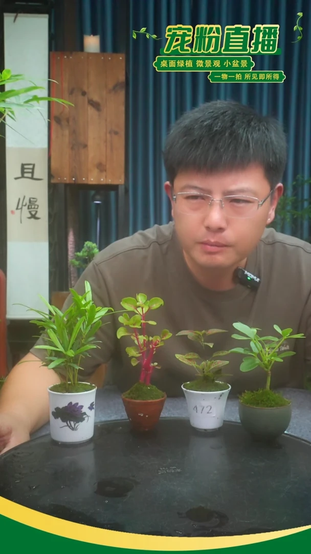 无花朵琪***^苔藓微景观472号
