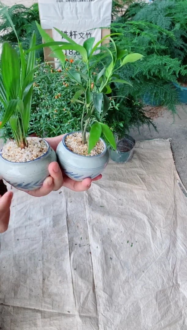 不开花植物复古手工瓷盆 棕竹-竹柏