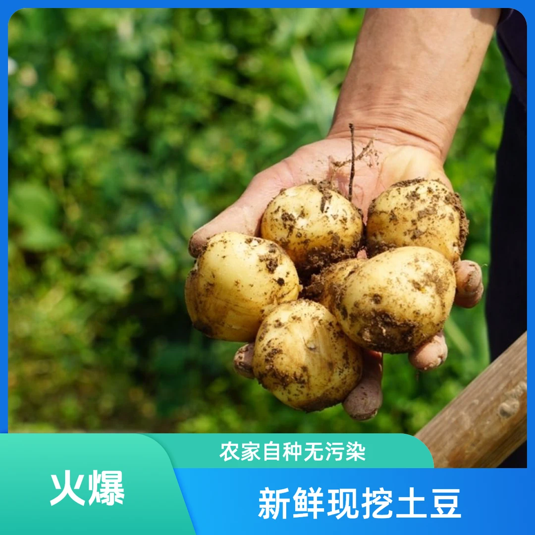 恩施高山富硒（大果）马儿科黄心小土豆新鲜现挖农家自种洋芋