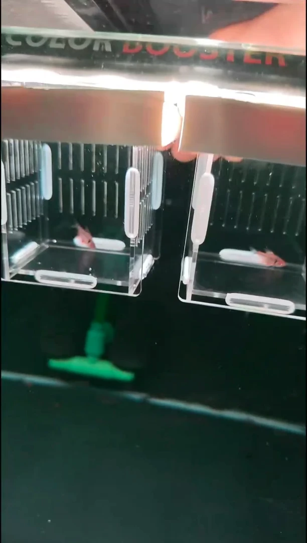 灯科鱼W**J潘旗2条 灯科鱼