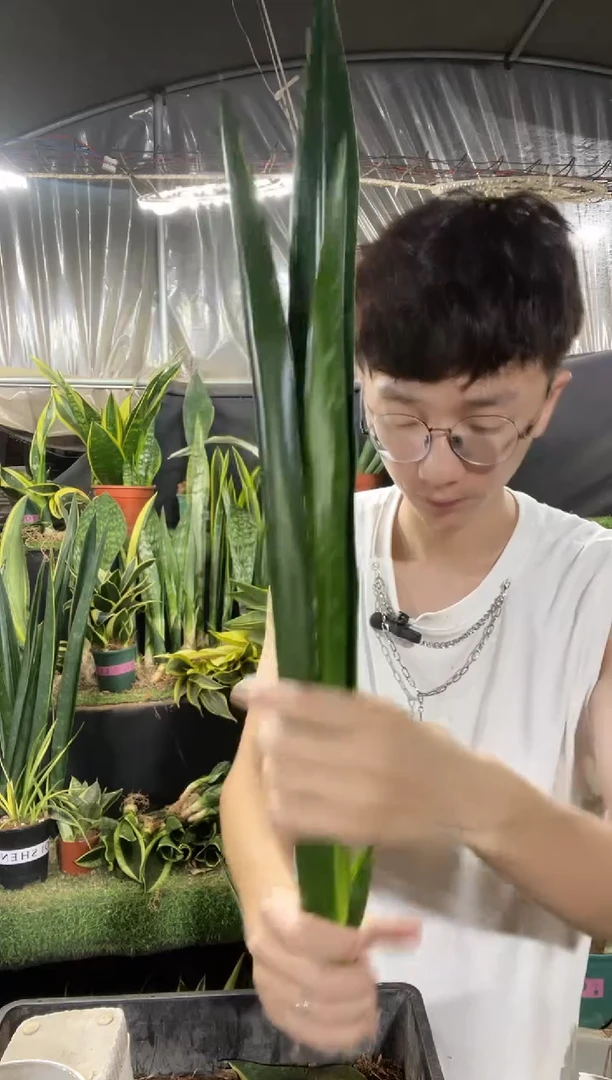 高脚星空裸根58.8