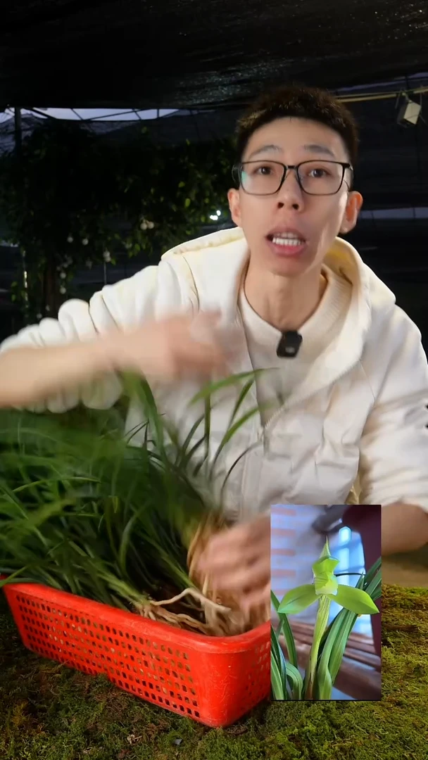 大部分花苞少量开放春兰-张荷素（5苗打底带花苞）
