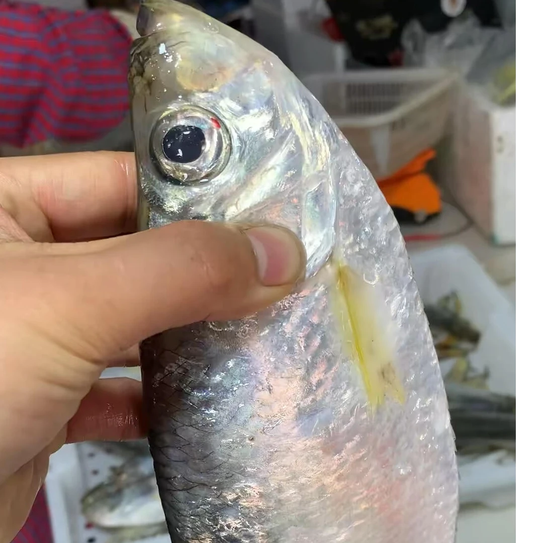 野生香鱼保鲜不保活（顺丰冷链发货）