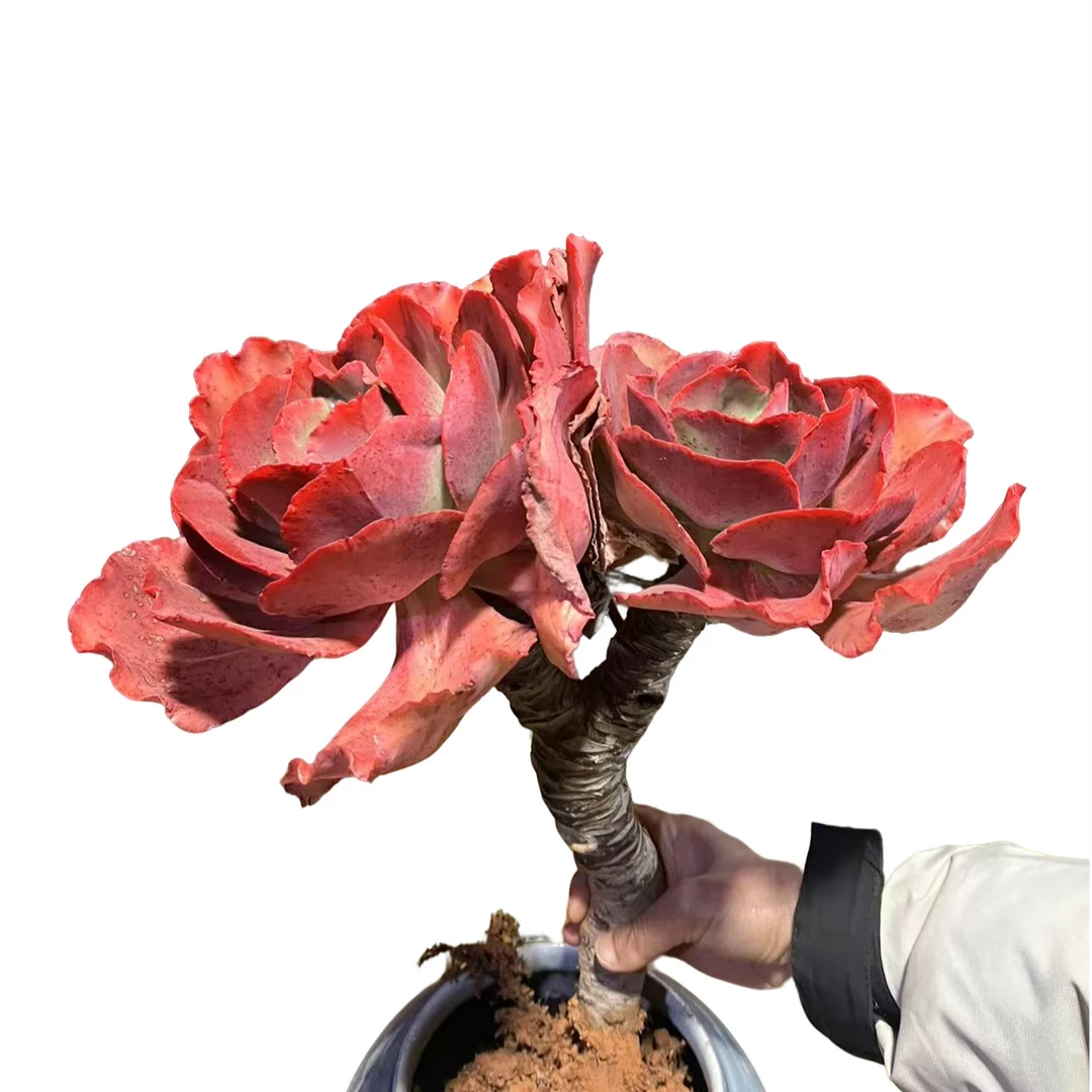 精品多肉   长腿秀妍