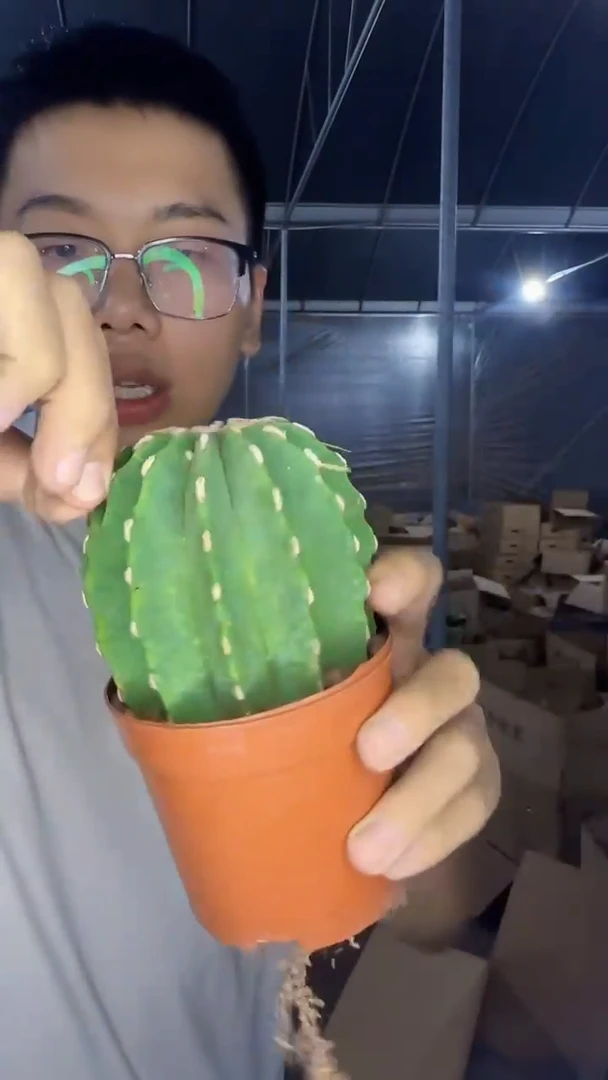 8-10cm  大号 无刺王冠龙