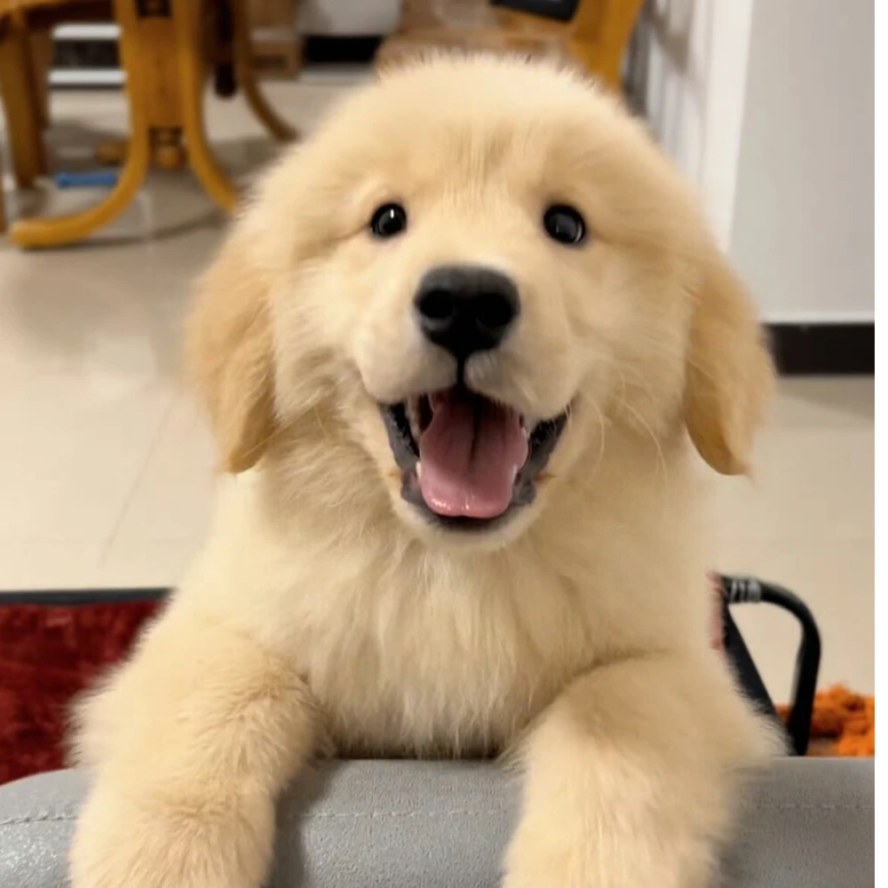 金毛幼犬小中大型犬狗