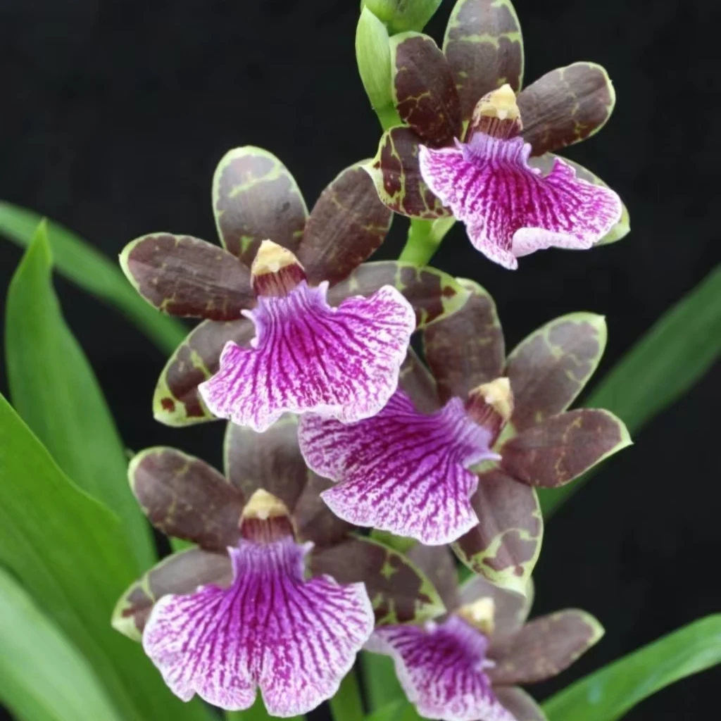 紫香兰 带2花剑 0°以下地区需拍保温棉否则冻伤不售后