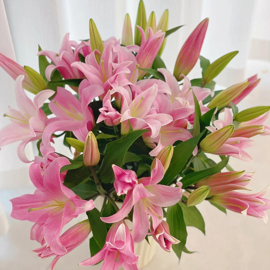 M【粉色香水百合8朵有效花苞约50厘米-60厘米】合家欢乐
