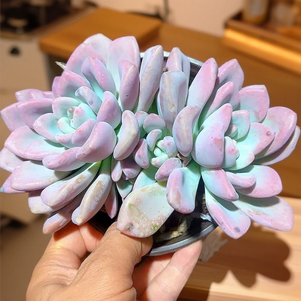 奥普脱土 小谢多肉植物庭院净化空气耐旱