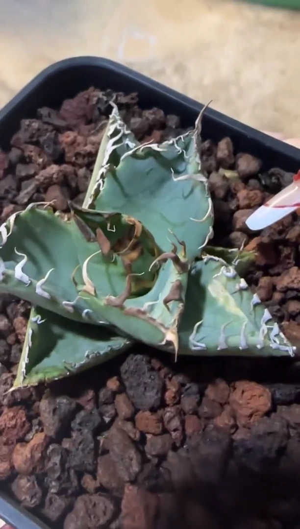 【闪购商品】实生籽播仁王冠龙舌兰