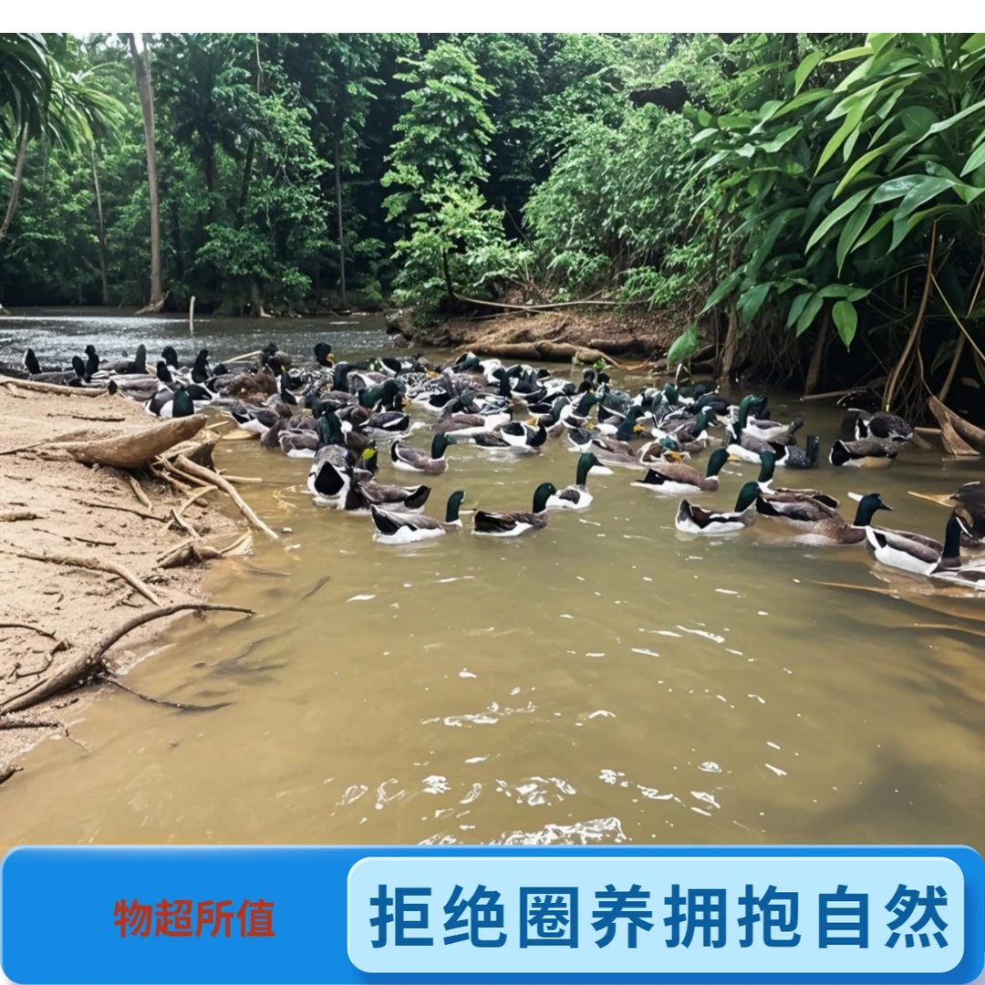 散养190天青头鸭现杀冷链发货到家（生鸭，不砍）包邮