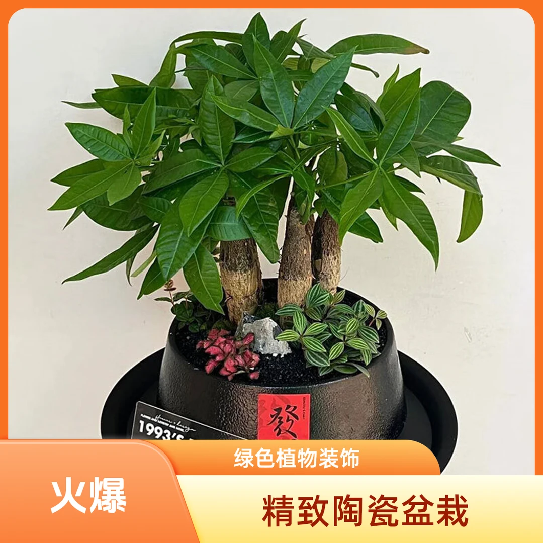 绿韵花田【两小时达】发财树白掌粉掌红掌金钱树桌面盆栽开业乔迁送礼绿植盆栽鲜花