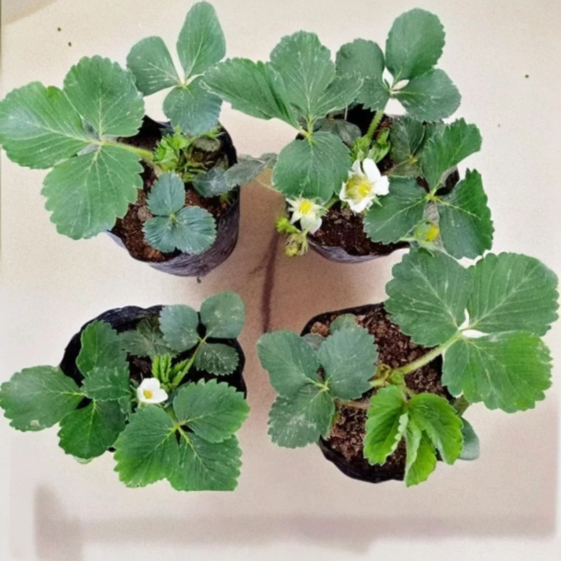 奶油草莓盆栽四季阳台南方北方种植花结果原盆花卉苗当年结果耐寒