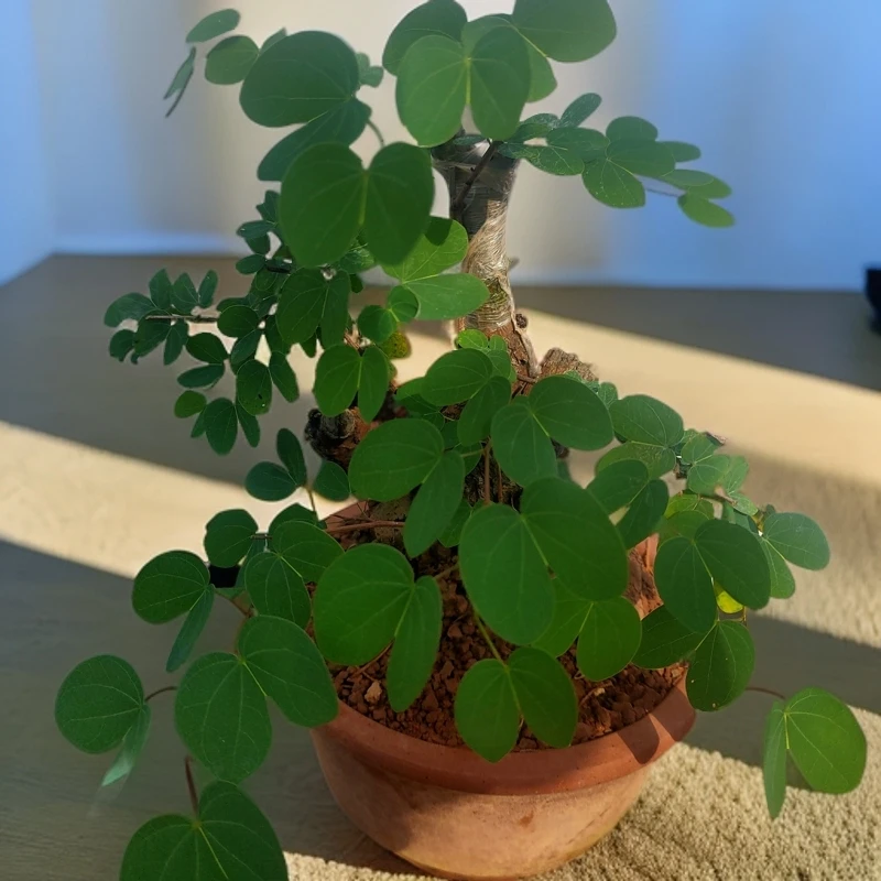 金丝红木羊蹄甲小石积黄杨荀子等盆景