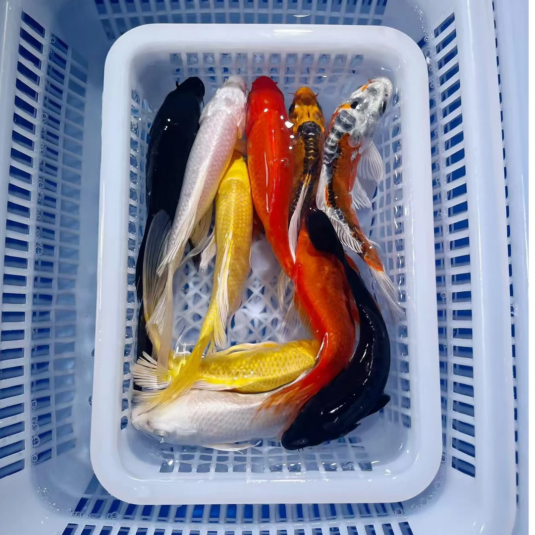 【3黄2红2白2水墨1黑】10-12公分冷水观赏鱼皮实好养