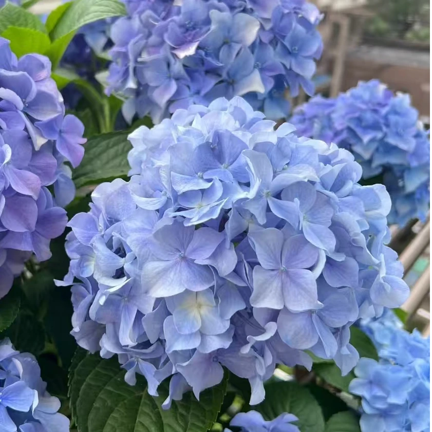 绣球易多 蓝色 后期会变色 盆栽花卉 花苞发货 1.5加仑