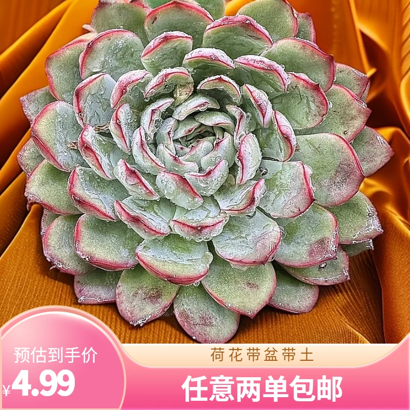 荷花  经典老品种带盆带土（实物以直播间为准任意两单包邮）
