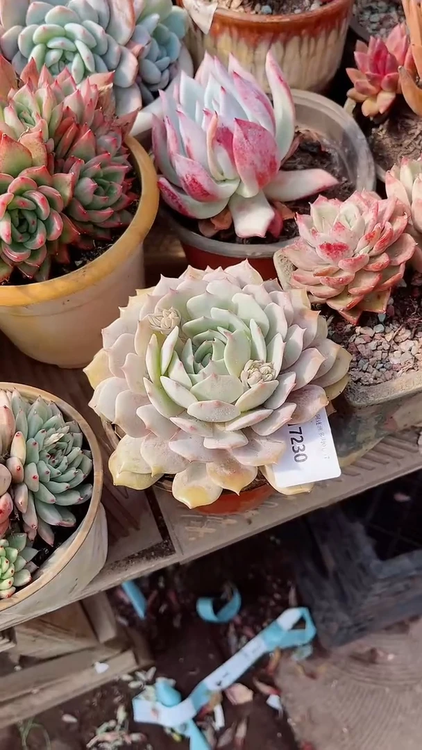 【闪购商品】17230