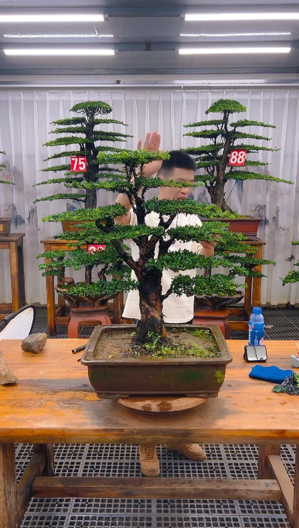 无花朵电****械精品盆景直播间一物一拍