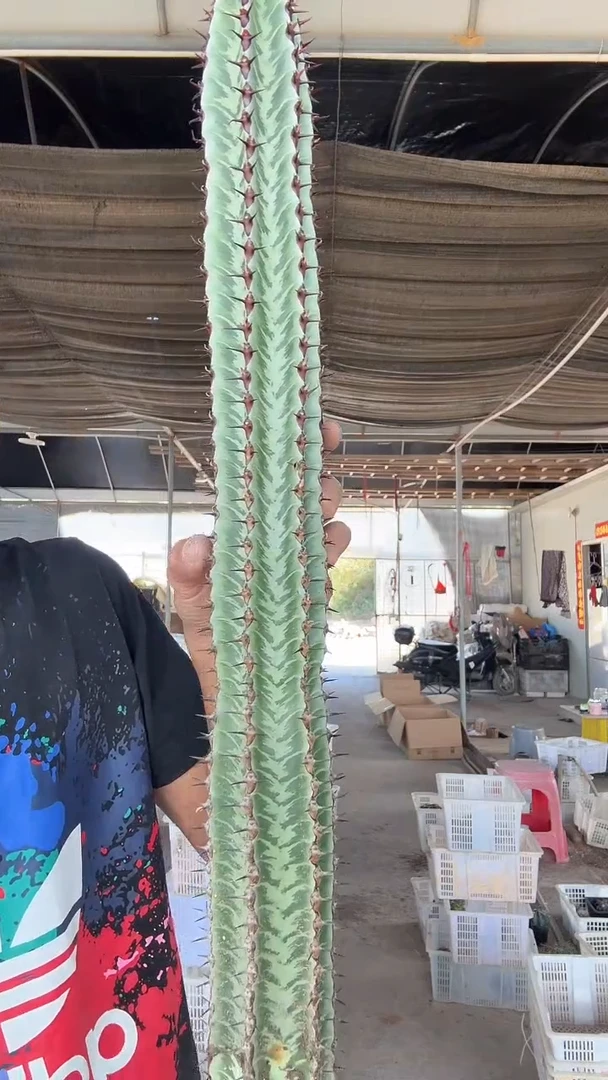 自根斑马柱29.99